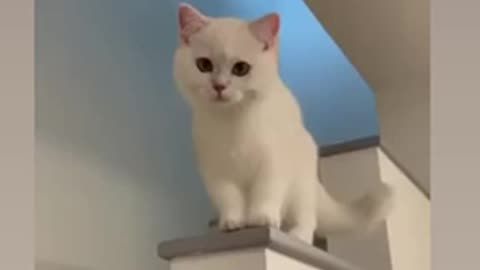 Funny cats😹😹😅😅