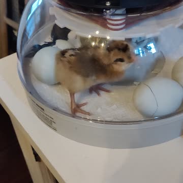Chick hatching