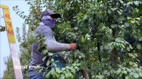 Picking Billions Of Plums In California