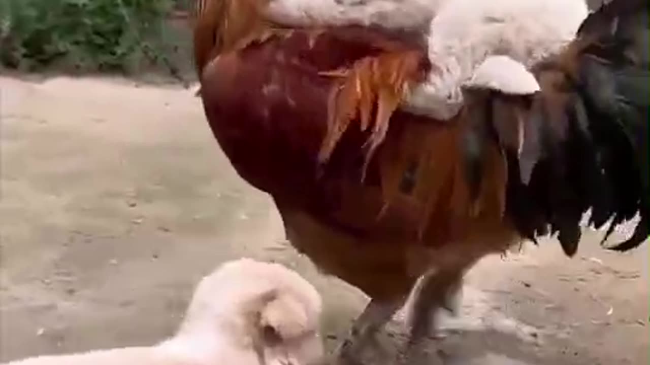 Funny Animal