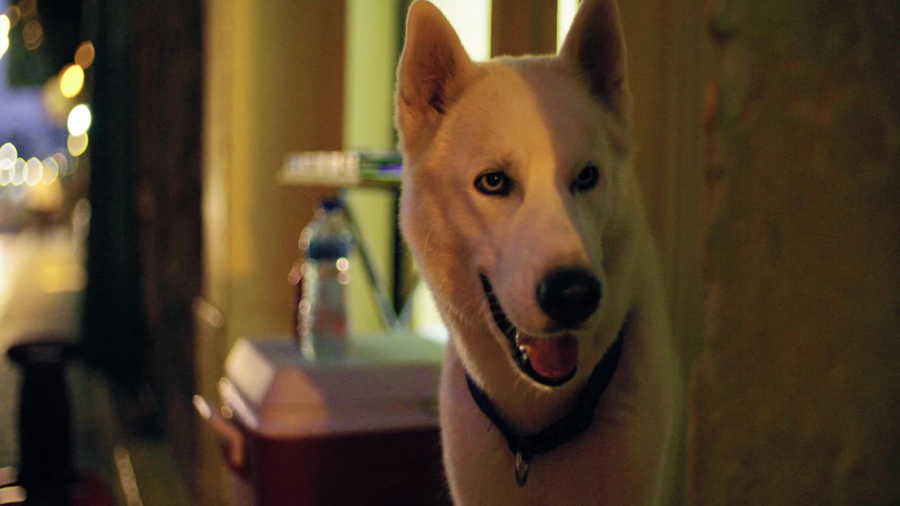 White Dog Stands Guard with Mouth Open, Ready for Action