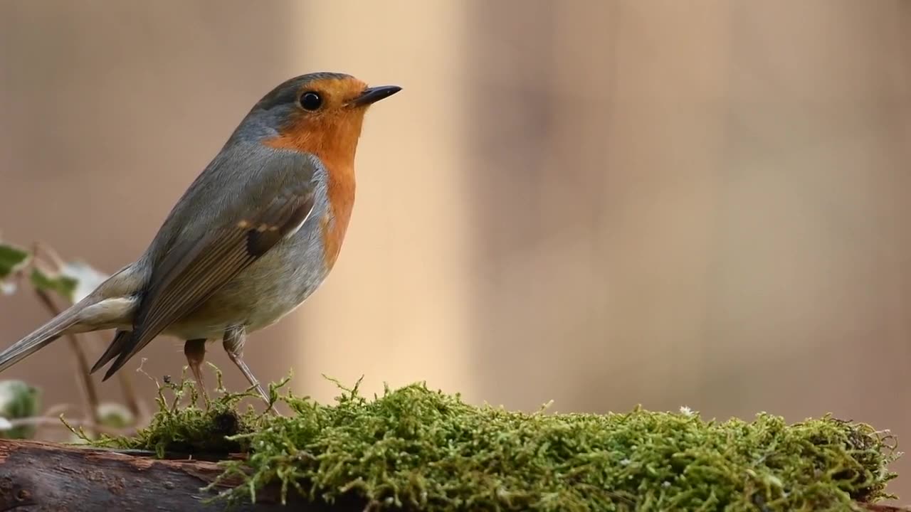 Birds Of The World 4K - Scenic Wildlife Film With Calming Music