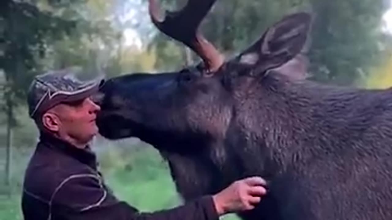 Man saved a little young moose life from bear attack..