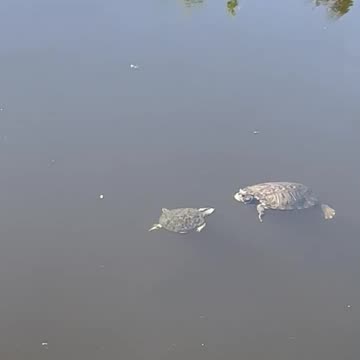 2-21-23 Young turtle wanting some attention.