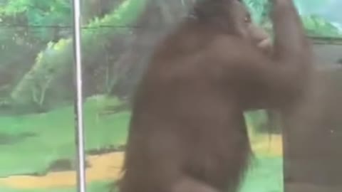 orangutans