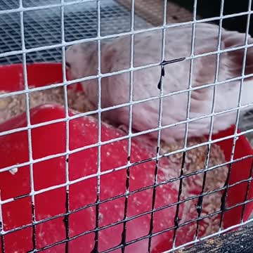 Flock it Farm: baby pigeon 1 month old