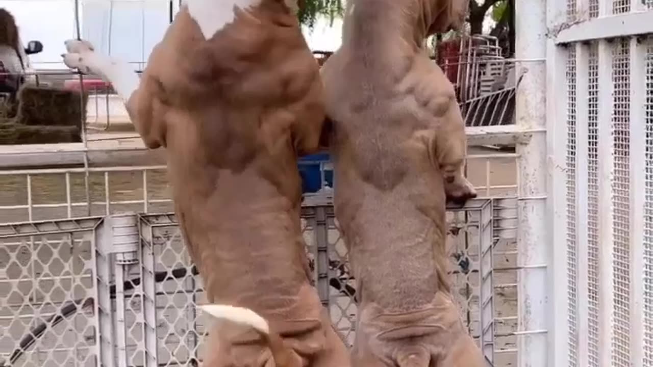 Pitbull dangerous
