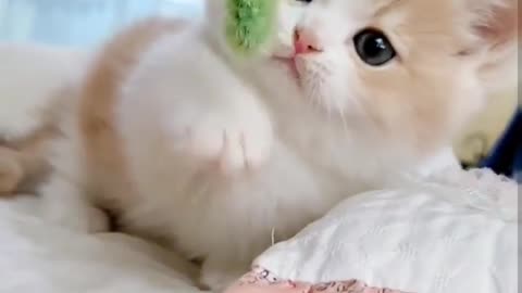 Cat cuteness viral 🤩