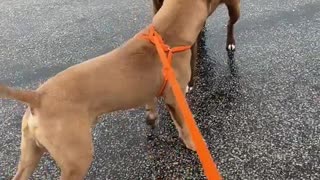 #22 male tan pit mix #56 female brown/white lab mix Jan 2022