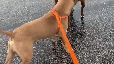 #22 male tan pit mix #56 female brown/white lab mix Jan 2022