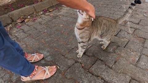 Tabby cat who came to me as soon as it saw me asked for love from me