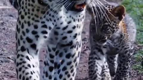 I can't say they look exactly like leopards