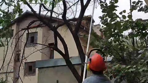 Cutting old tree