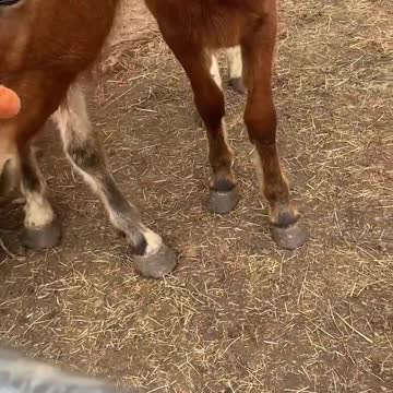 Update on the Paris auction Mustangs