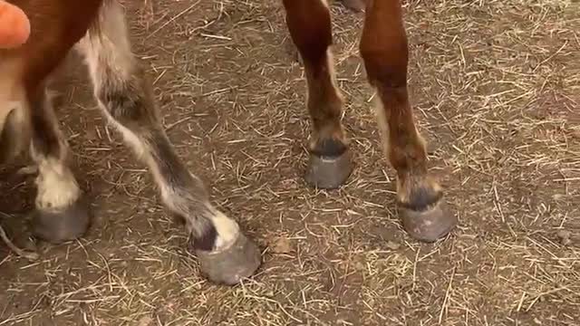 Update on the Paris auction Mustangs