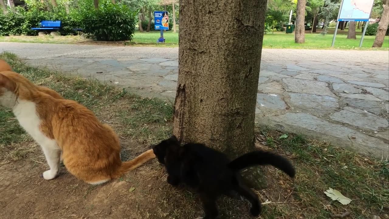 Mother Cat Slaps Her Kitten for Bothering Her