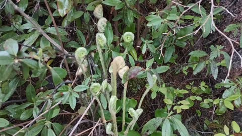 Fiddleheads