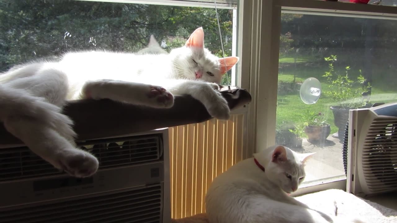 sleeping cat quack when his owner coughs