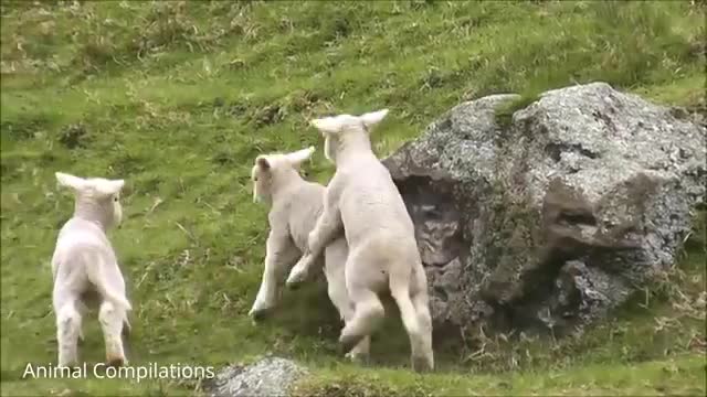 Bsep) Goes Baa - CUTEST Compilation_Cut