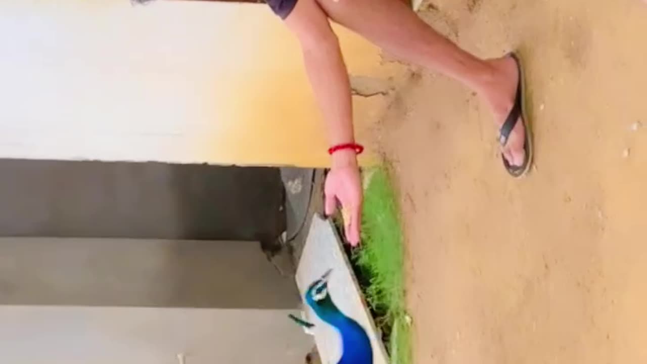 Peacock lover