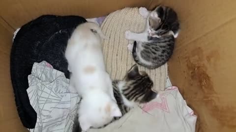 Baby kittens play. These kittens are so cute and beautiful.