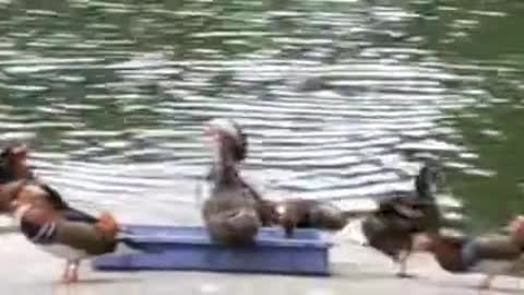 Back to life, the animal world ducks