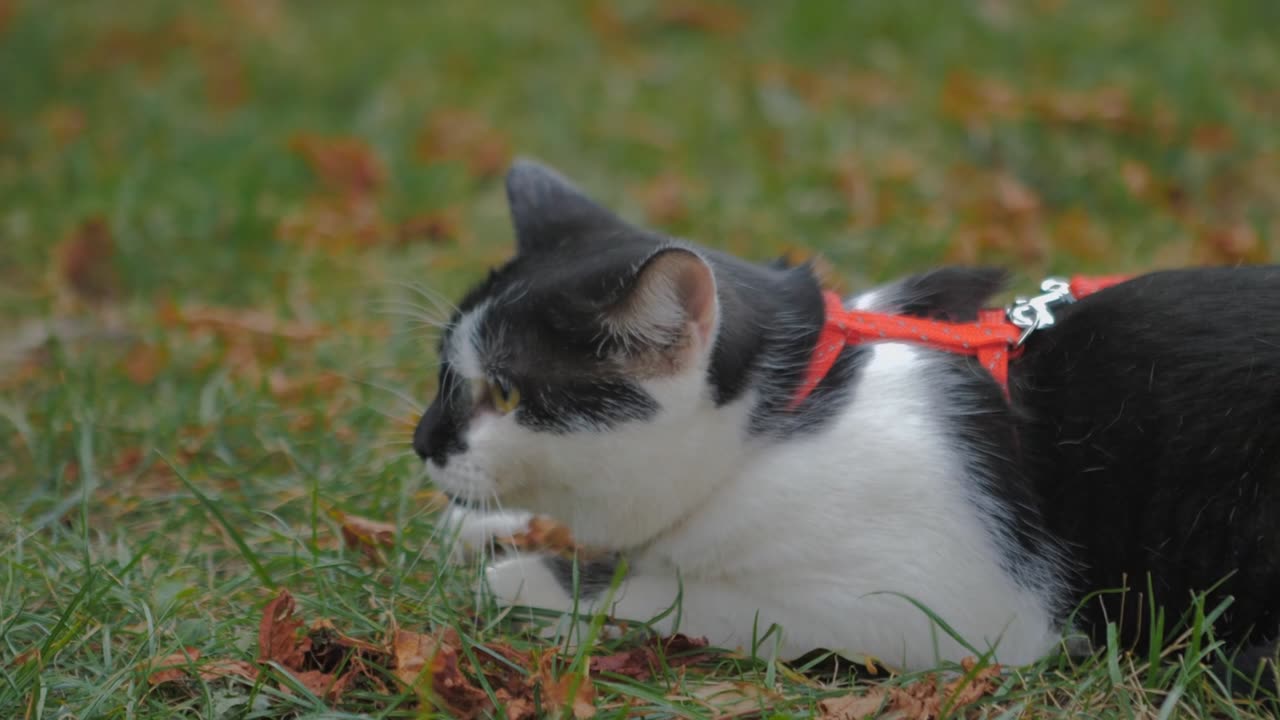 Cat is scaring by someone.