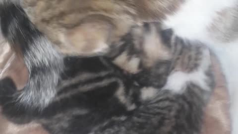 New born kitties, cute kitten just brought to life,