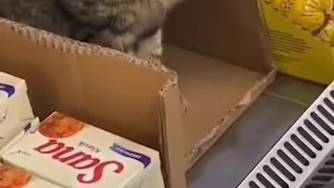 Funny Cat Memes Compilation