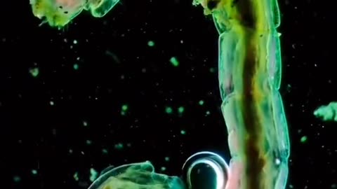 How to get the one I got is a mask out of a few days