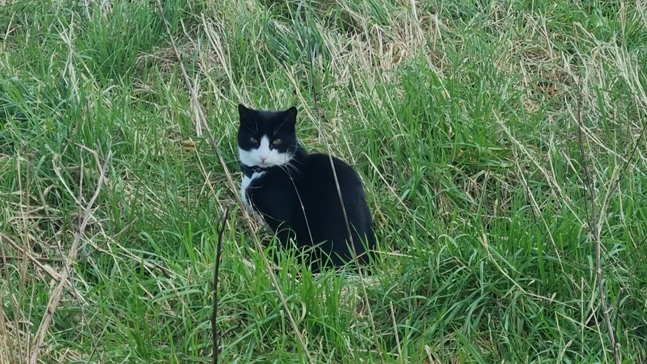 Beautiful Cute Cat Sitting Down On A Field In Wales.