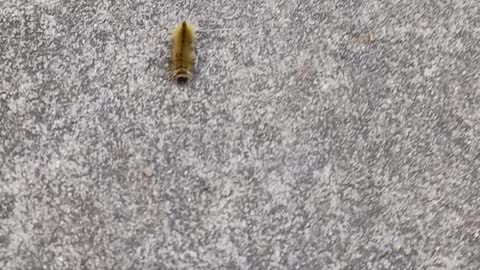 A catapiller walking on the road