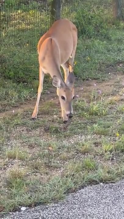 News Break: Opportunistic Omnivore