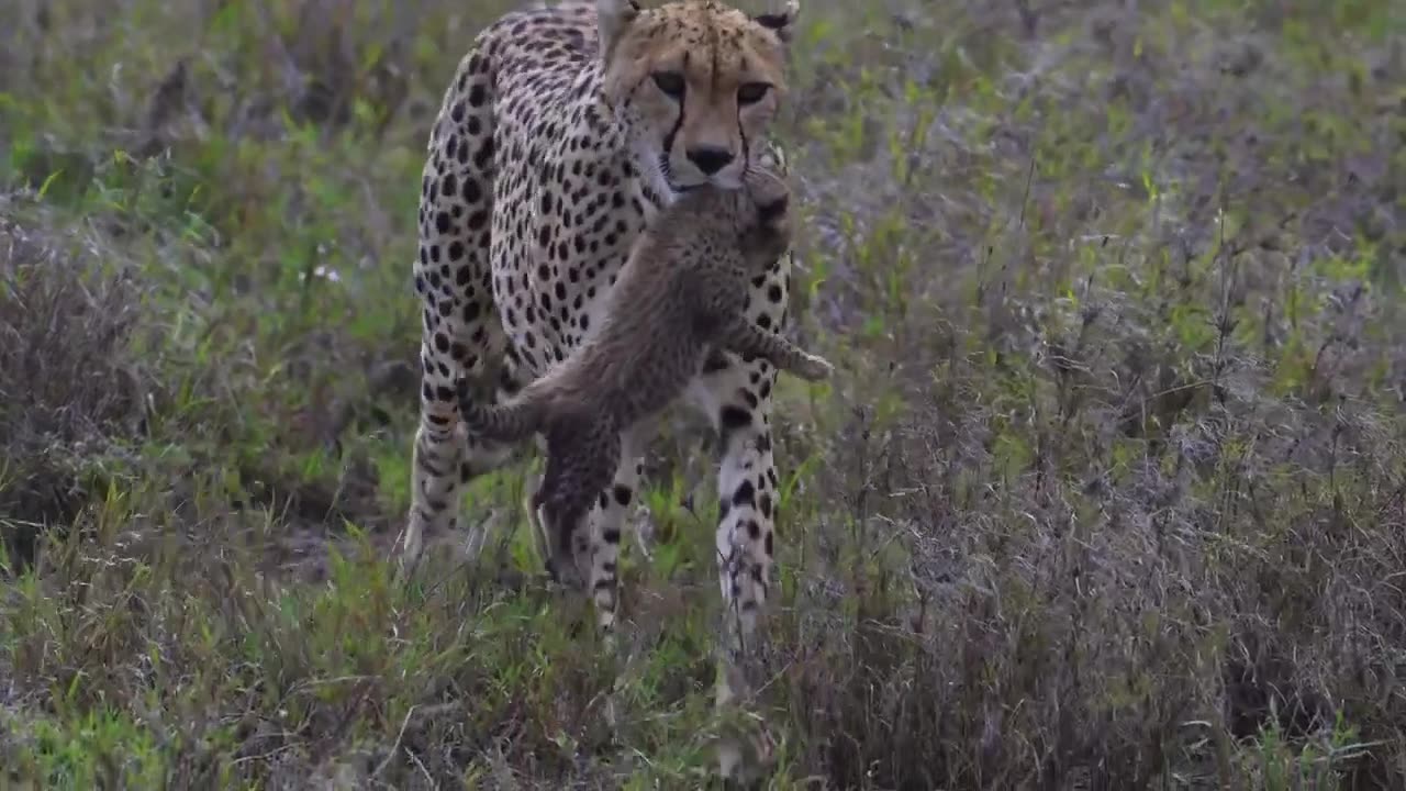 Cheetah