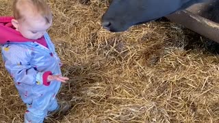 Cow Surprises Kid with a Lick