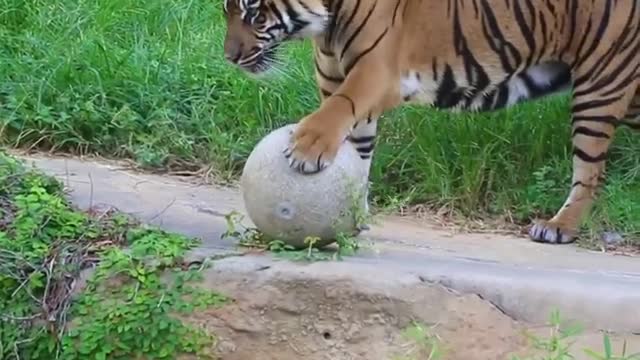 Tiger Playing ..