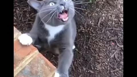 Funniest Cats 😹 - Try Not To Laugh!!😂