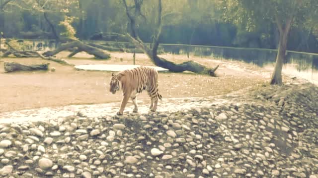 Captured Tiger Video