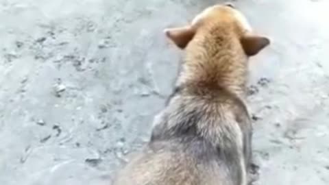 Dog vs Chicken funny fights