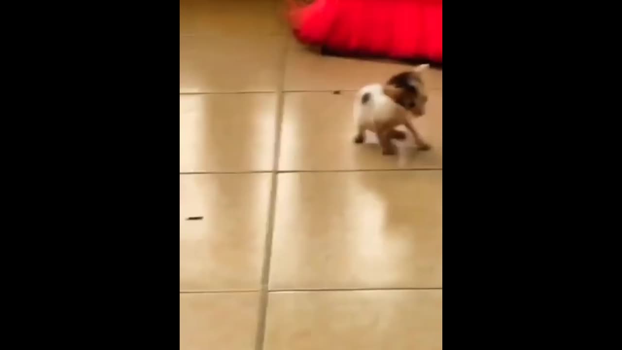 Cat funny videos