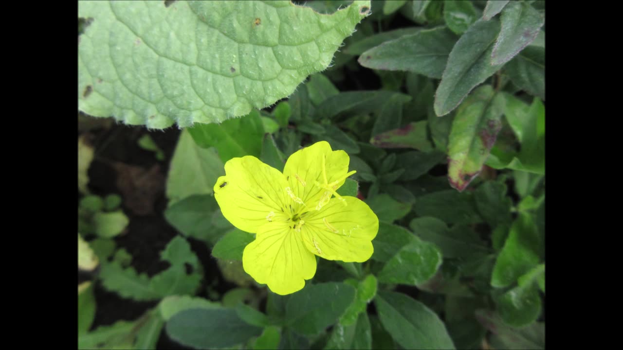 Temperamental Weed Evening Primrose August 2022