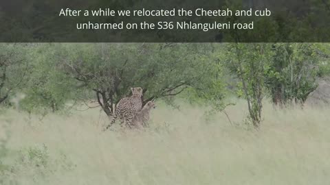animal video 7771#gohar#