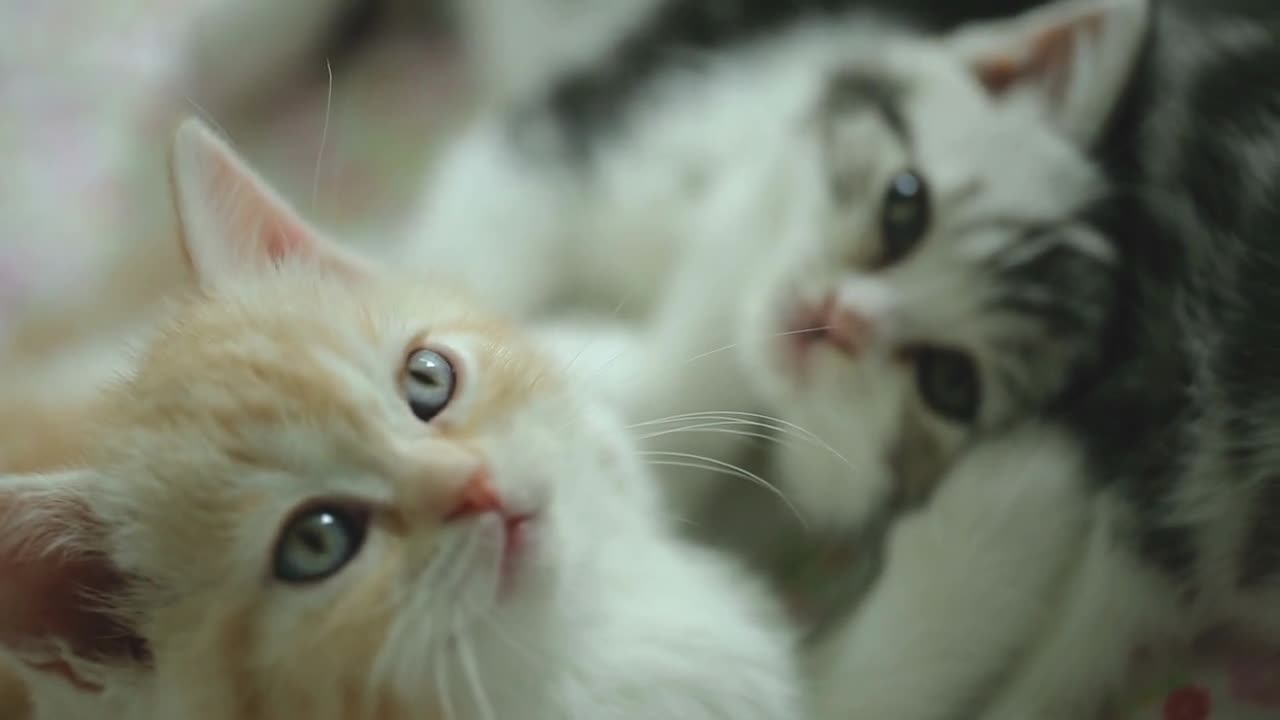 Funny tabby kittens breed Scottish Fold playing in the basket