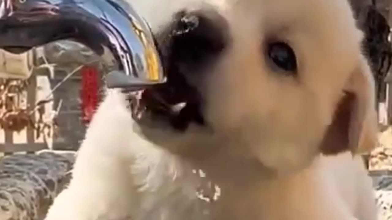 Dog water emotional video 👌👌👌👌💯💯