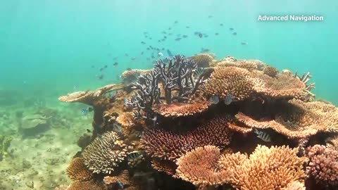 Underwater drone uses AI to study coral reefs