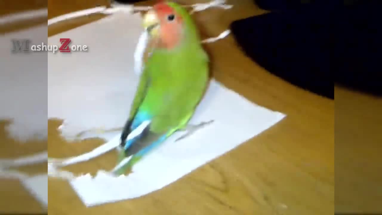 Cute Parrots Funny Parrot Videos Compilation