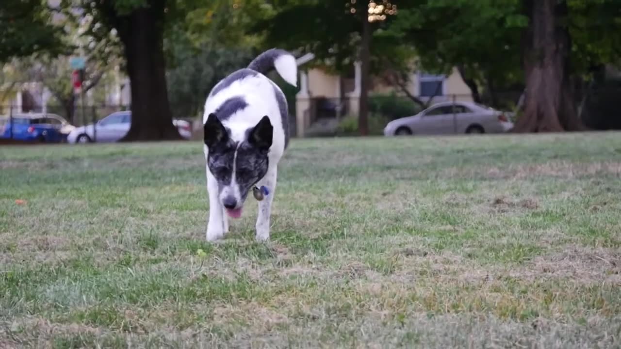 Pretty Dog