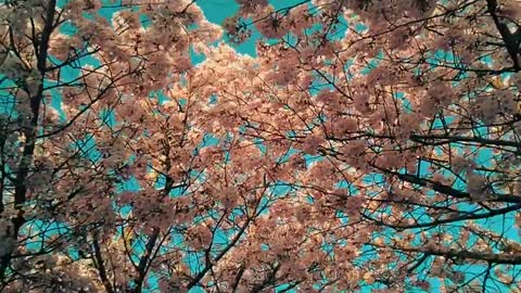 Japanese Pink Sakura (Cherry Blossom 🌸🌸 JAPAN 🇯🇵 )