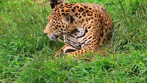 Leopard cheetah