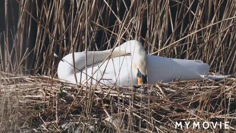 Mix inemal birds video